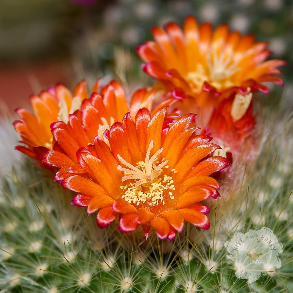 Baja Cactus Blossom Fragrance Oil