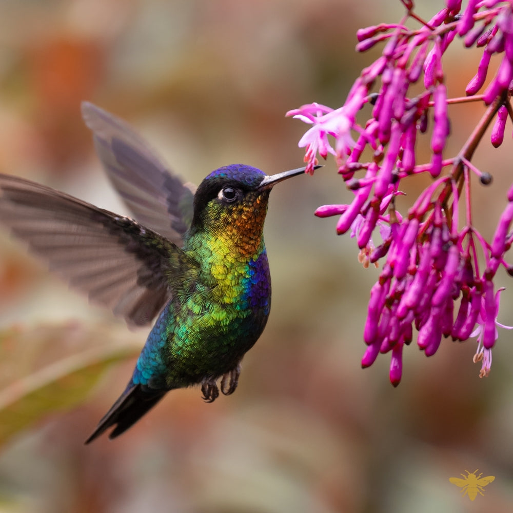 Beija Flor Cheirosa '68 | Fragrance Oil