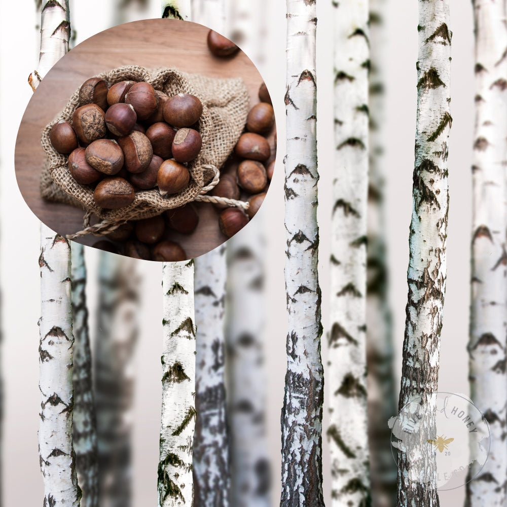 Chestnut + Birch Fragrance Oil