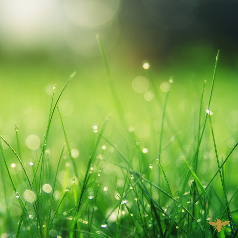 Egomaniacal Green | Fresh Cut Grass Fragrance Oil