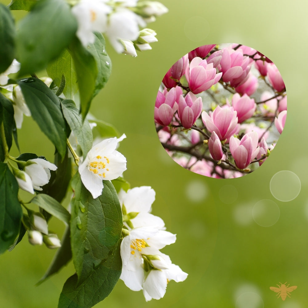 Eternelle | Fragrance Oil