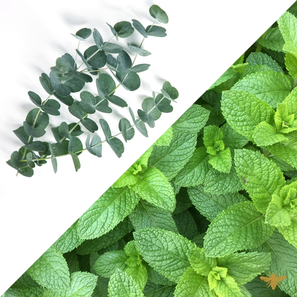 Eucalyptus and Spearmint | Fragrance Oil