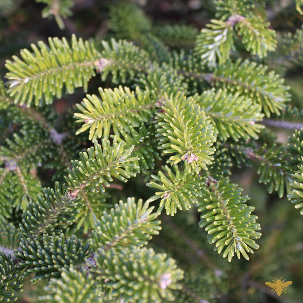Frasier Fir | Fragrance Oil