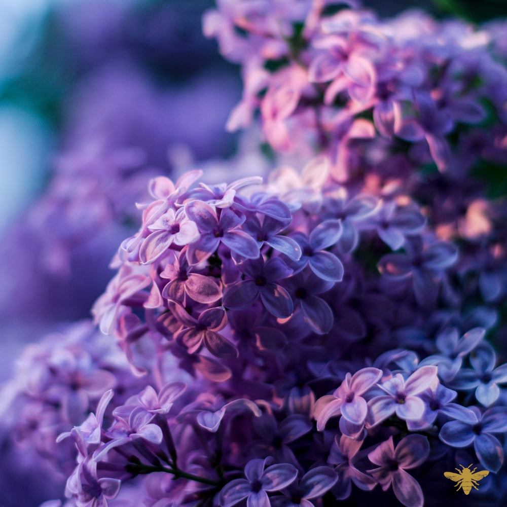 Hey There Delilac | Fragrance Oil