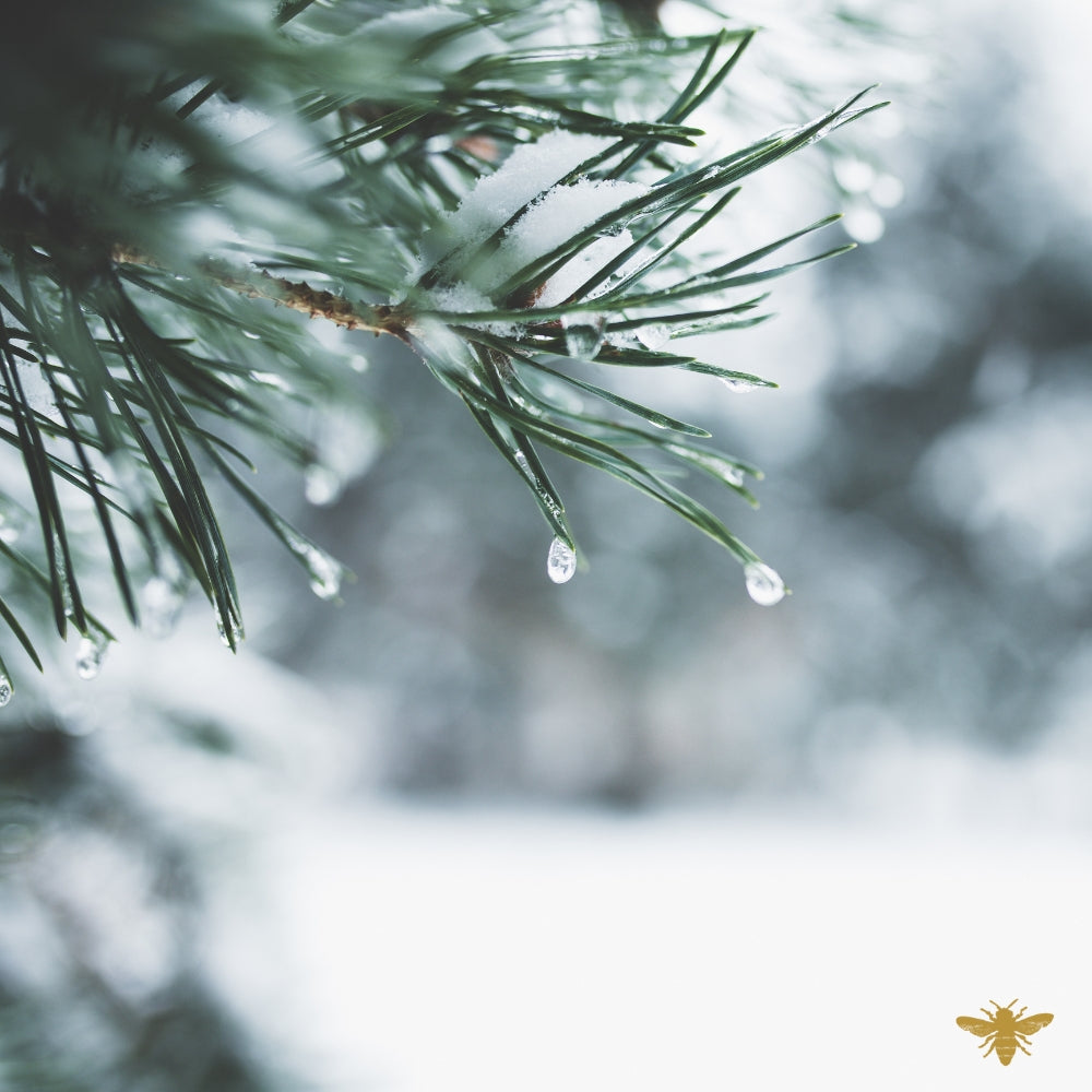 Iced Vanilla Woodlands | Fragrance Oil