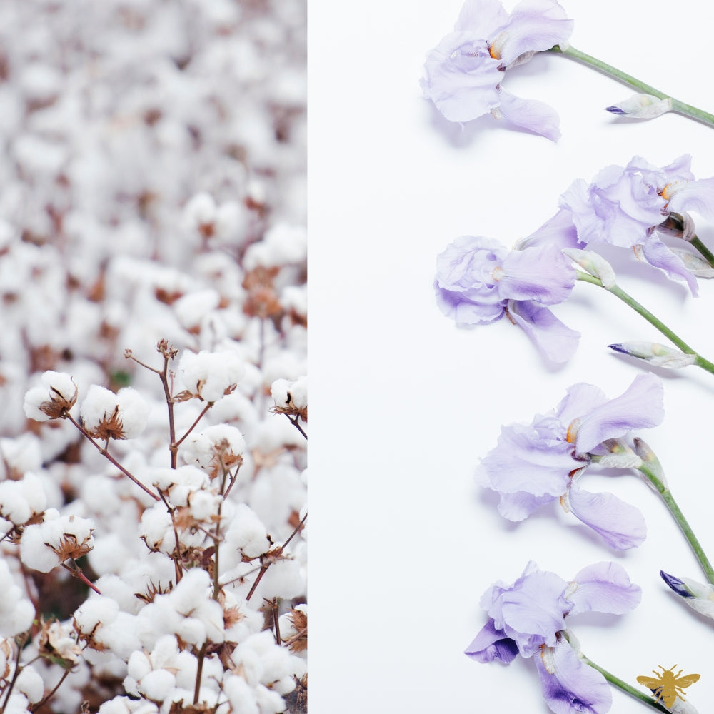 Iris + Cotton Fields | Clean Fragrance Oil