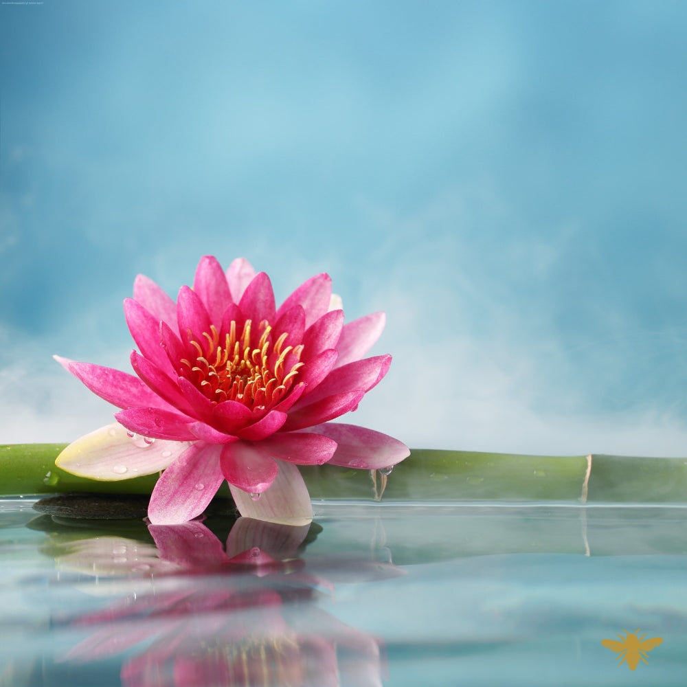 Pink Lily + Bamboo | Clean Fragrance Oil
