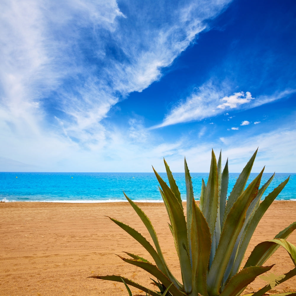 Sea Salt and Agave | Fragrance Oil