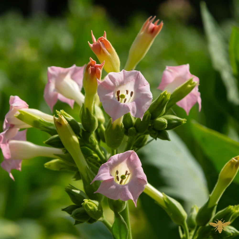 Tobacco Flower | Clean Fragrance Oil