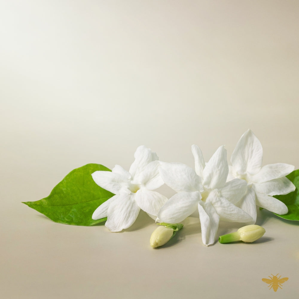 You Wish | Jasmine + Labdanum Fragrance Oil