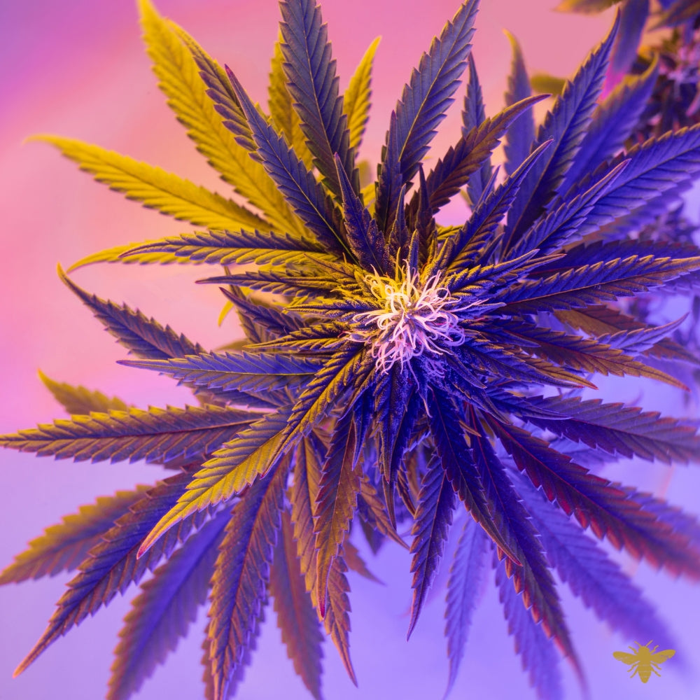 Cannabis Flower | Fragrance Oil