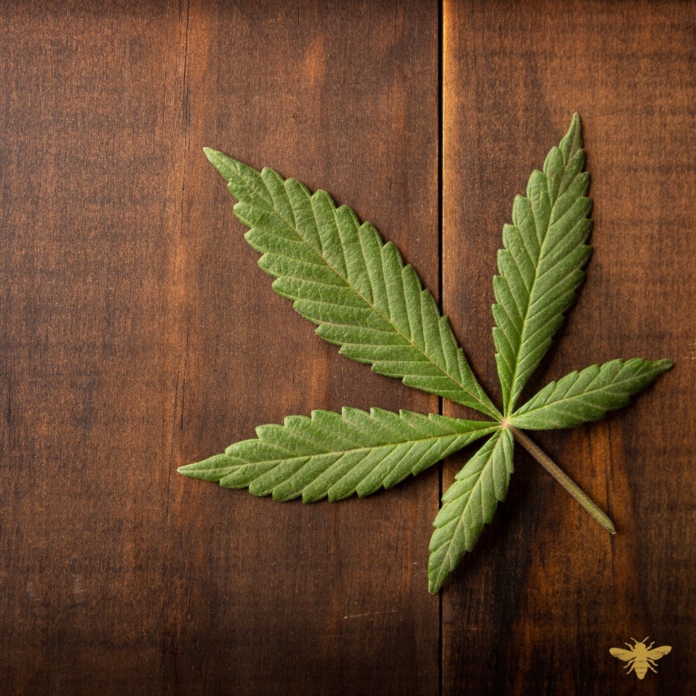 Cannabis + Oud | Fragrance Oil