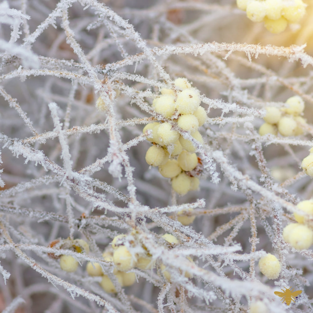 Frosted Snowberry | Fragrance Oil