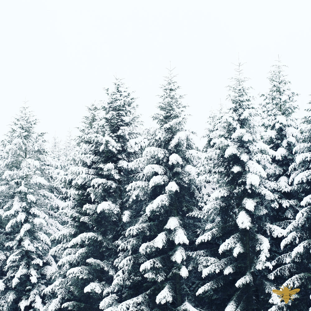 Jack Frost | White Winter Fragrance Oil
