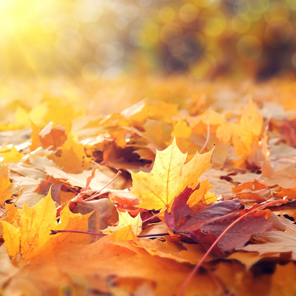 Falling Leaves Fragrance Oil