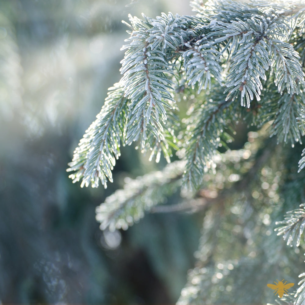 Nordic Pine | Fragrance Oil