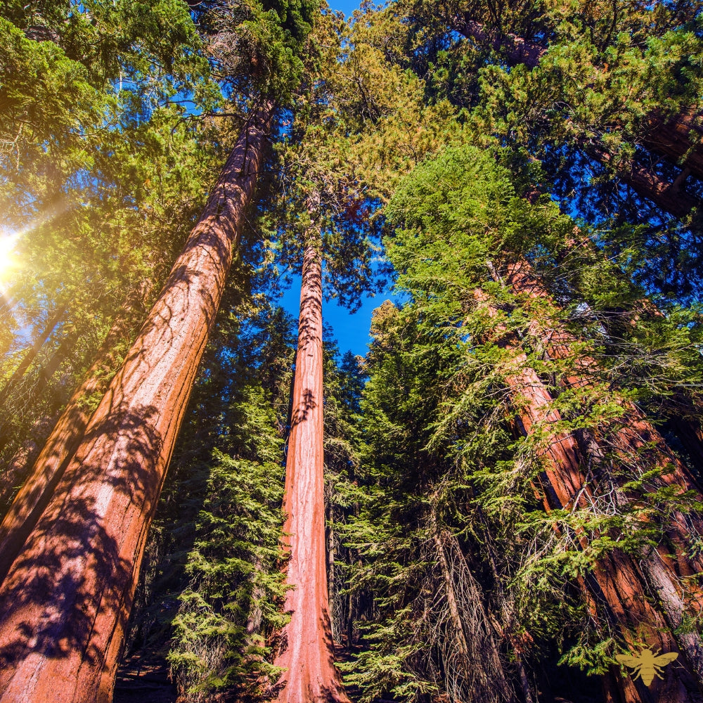 Redwood Forest | Fragrance Oil