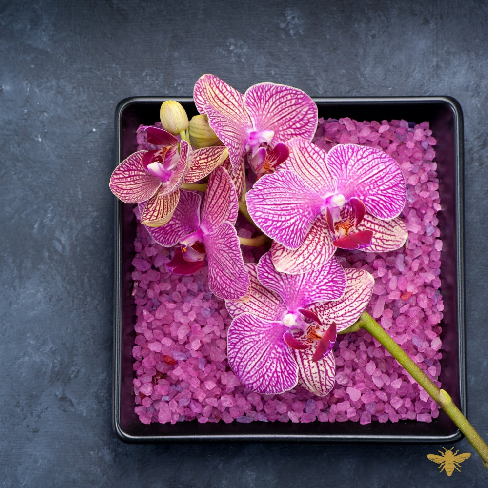 Saltwater Orchid | Fragrance Oil