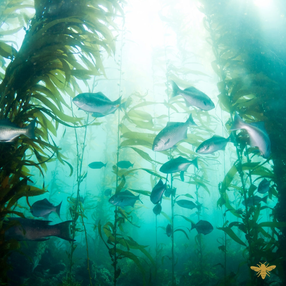 Sea Moss & Sage | Fragrance Oil