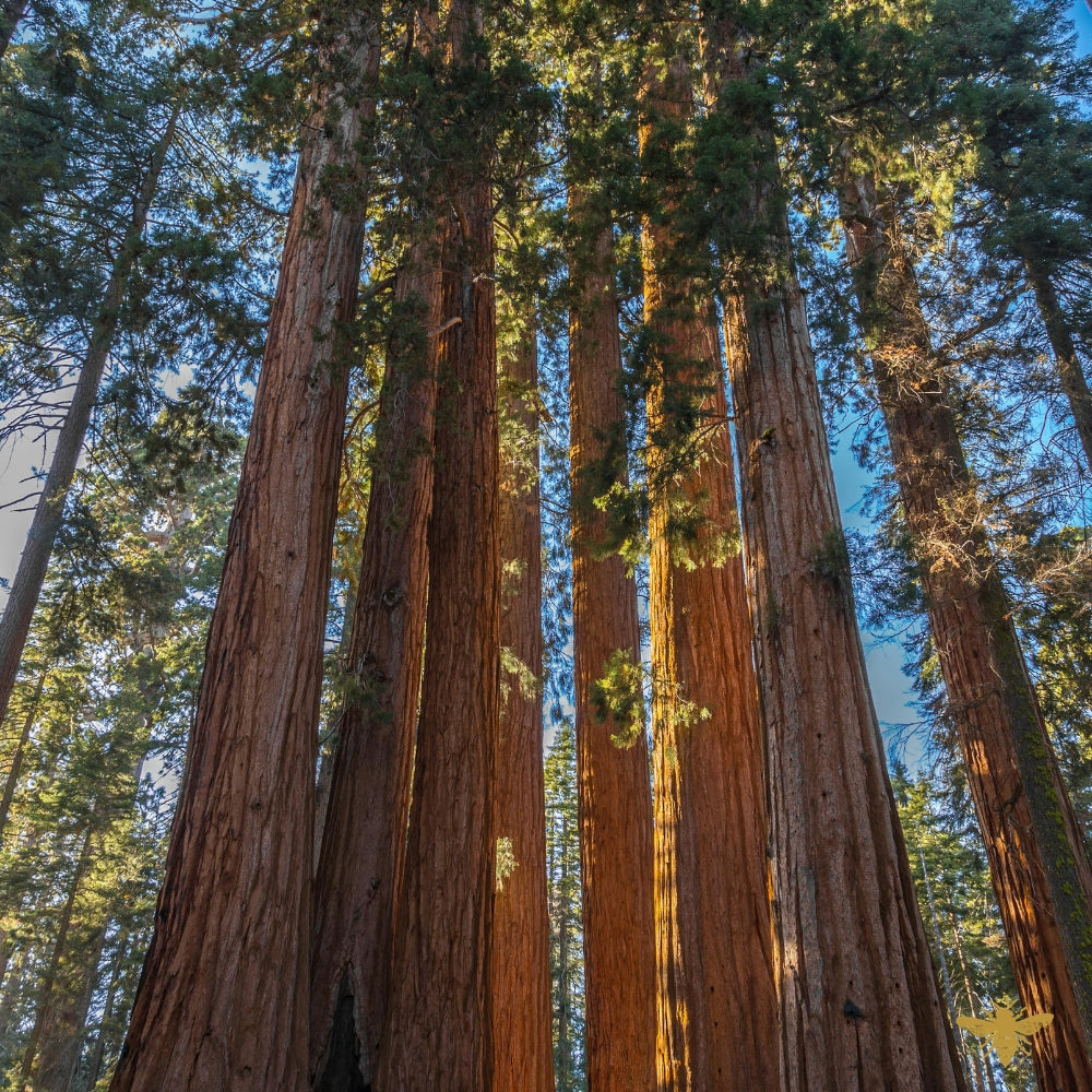 Forest Sentinel | Sequoia & Red Pine Fragrance Oil