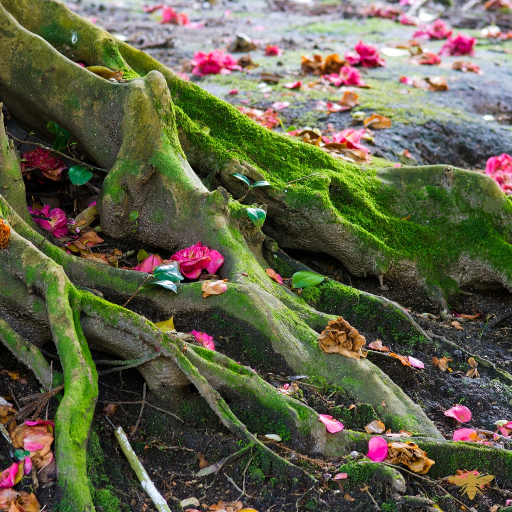 Wild Roots | Fragrance Oil