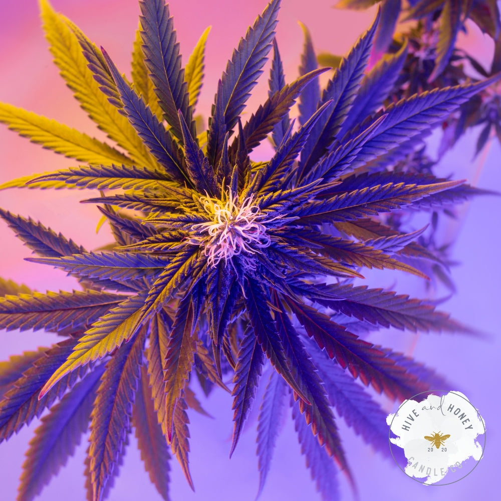 Cannabis Flower | Clean Fragrance Oil