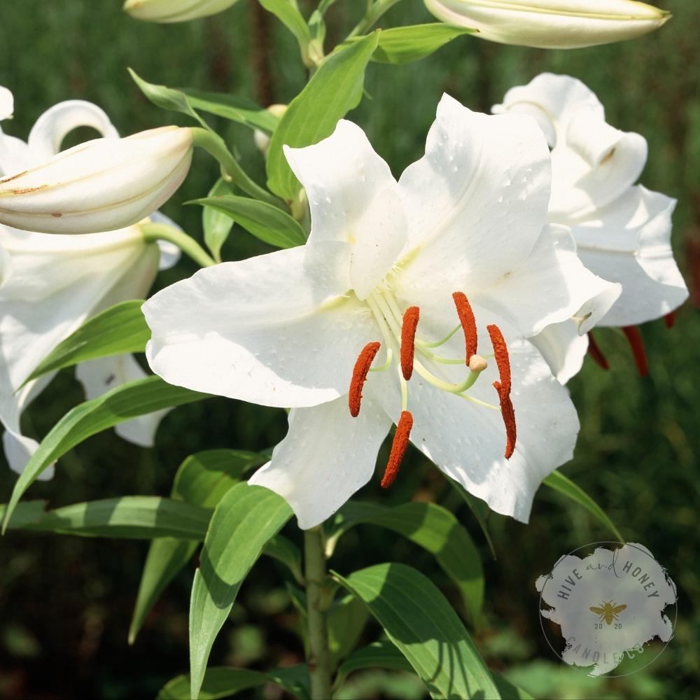 Casablanca Lily Fragrance Oil
