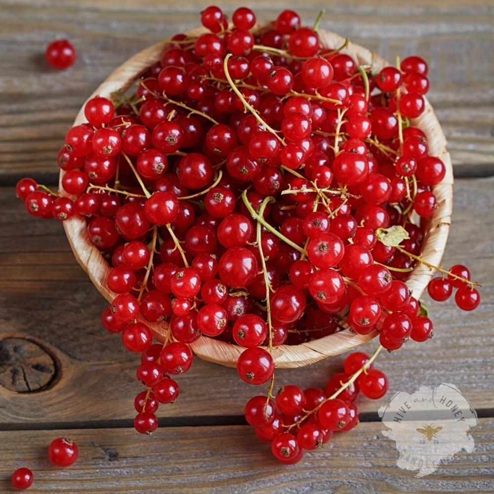 Currant and Sandalwood | Fragrance Oil
