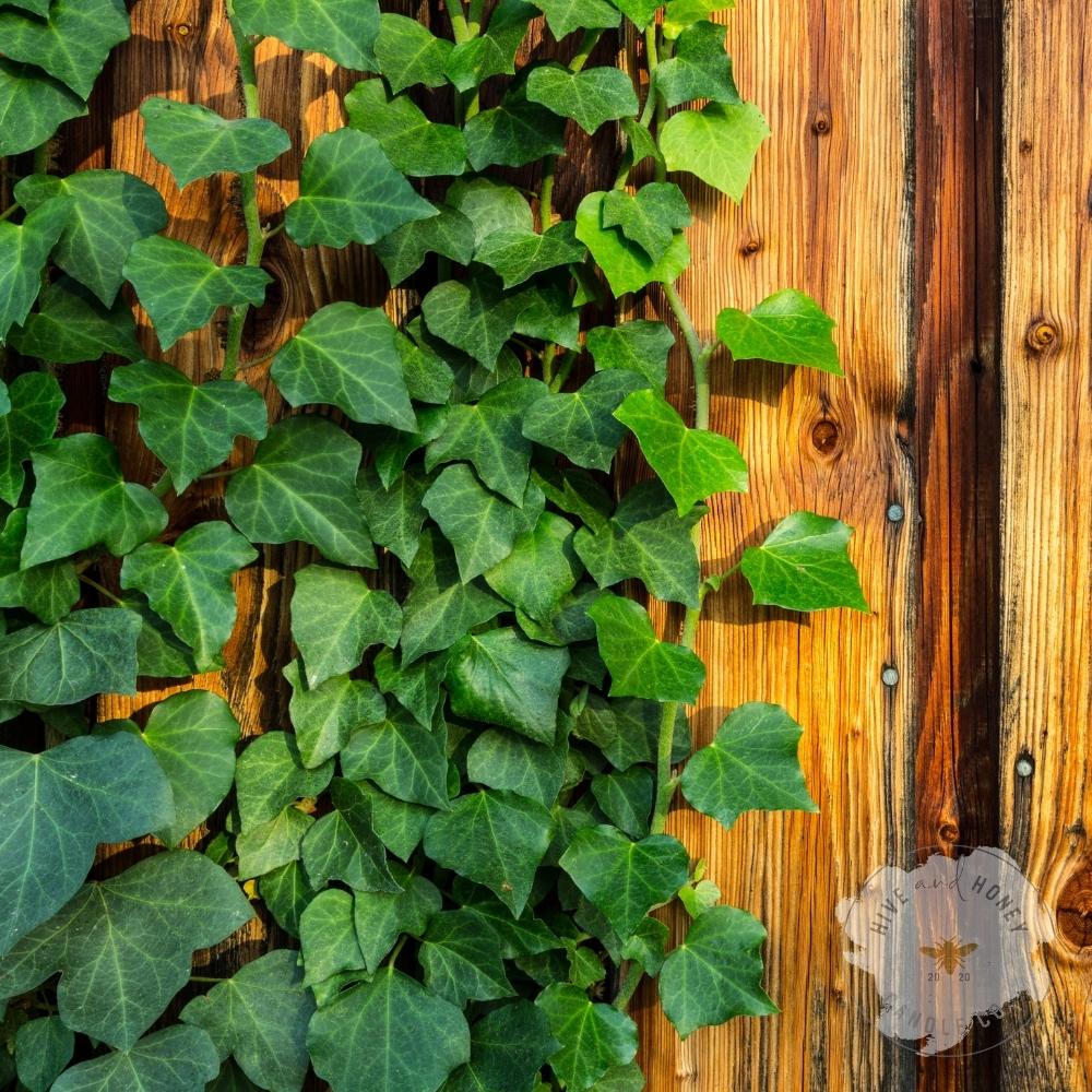 English Ivy | English Garden Fragrance Oil