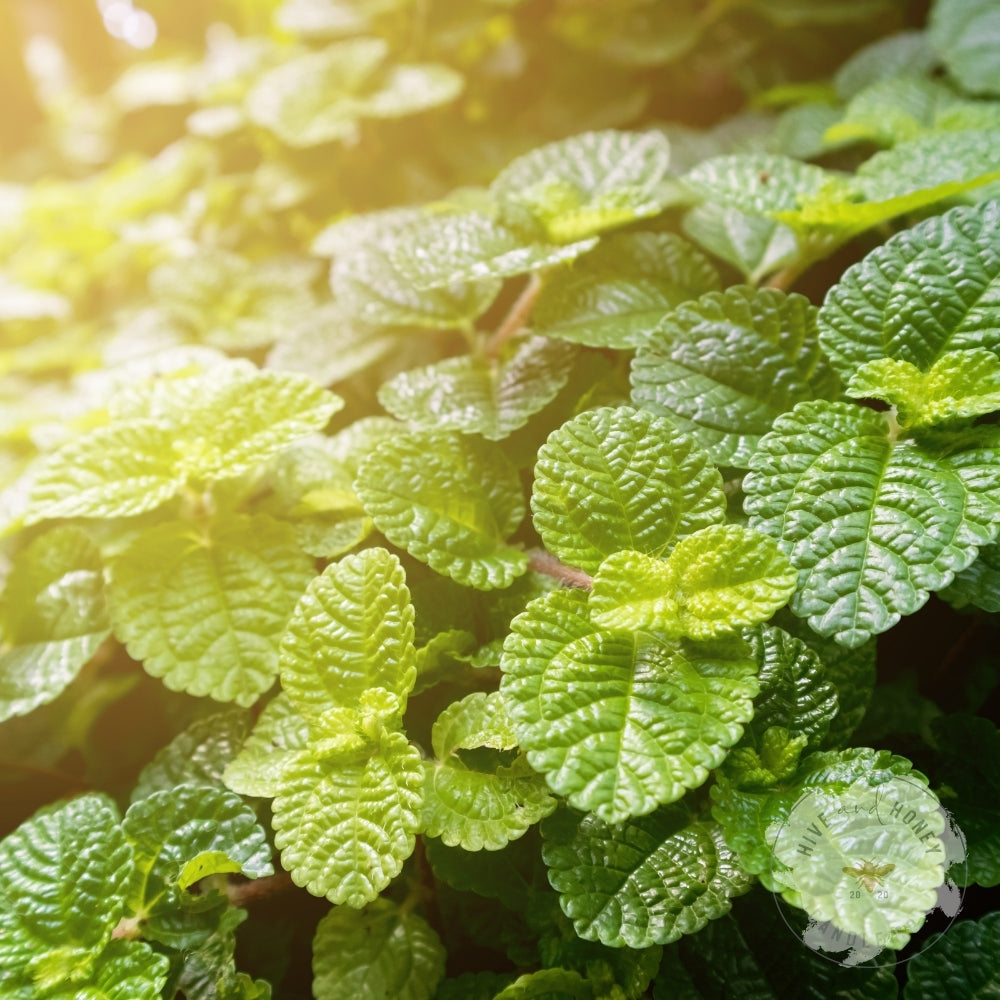 Peppermint Fragrance Oil