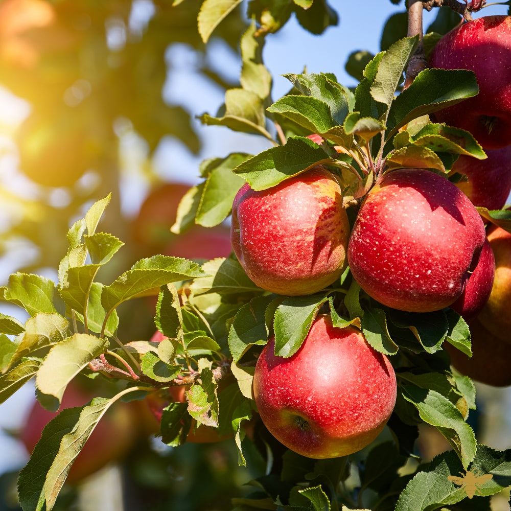 Apple Orchard | Fragrance Oil