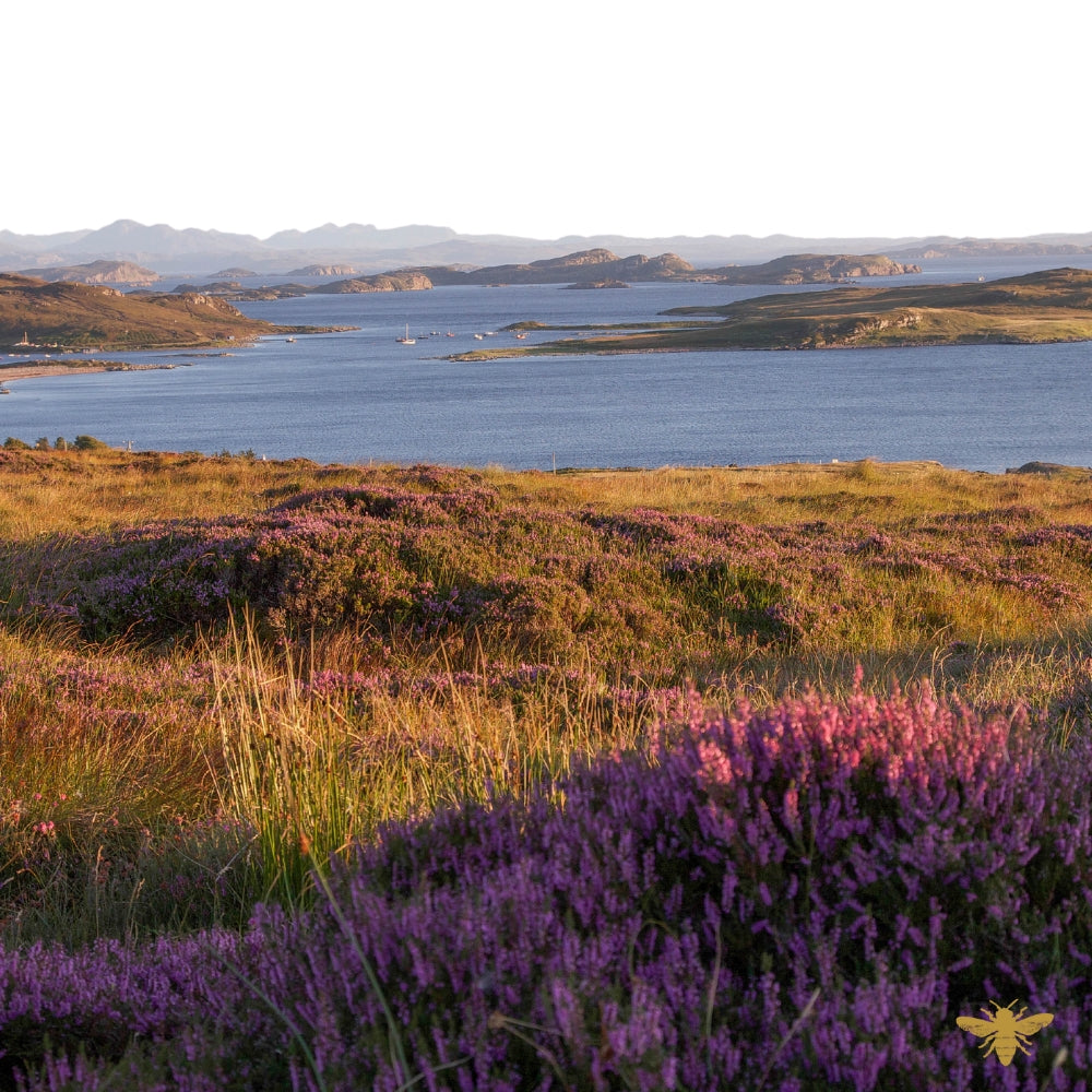 Scottish Heather | Fragrance Oil