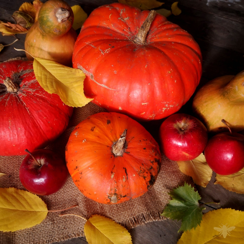 Spiced Pumpkin + Harvest Apple | Fragrance Oil (Seasonal)