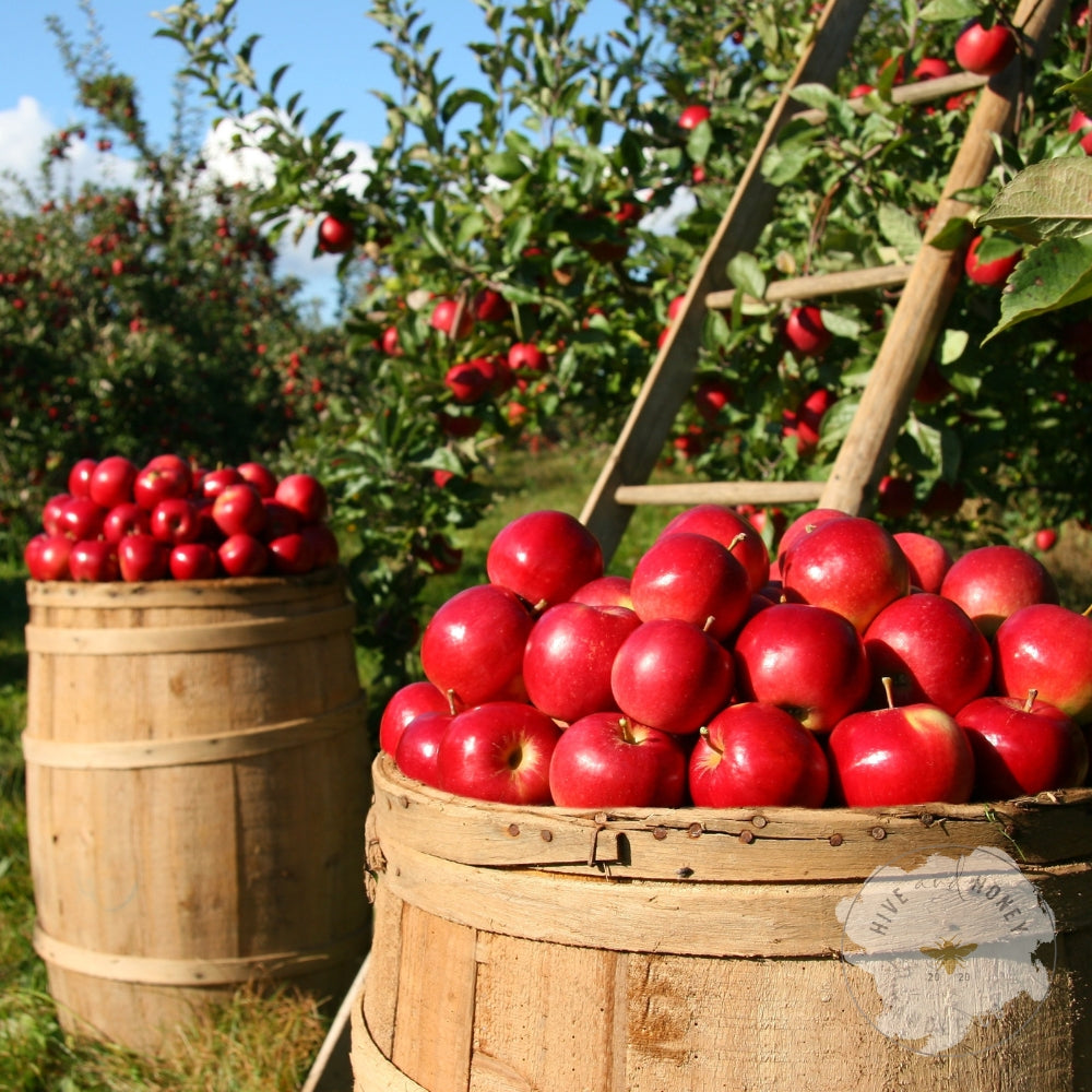 Sweet Orchard Bourbon | Clean Fragrance Oil