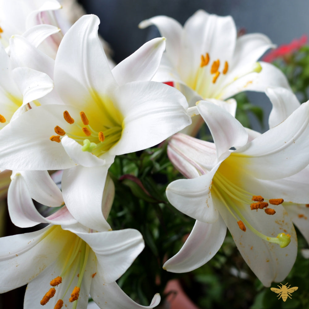 White Lily + Amber | Clean Fragrance Oil