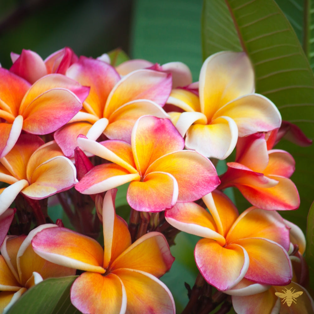 You Had Me At Aloha | Plumeria Fragrance Oil
