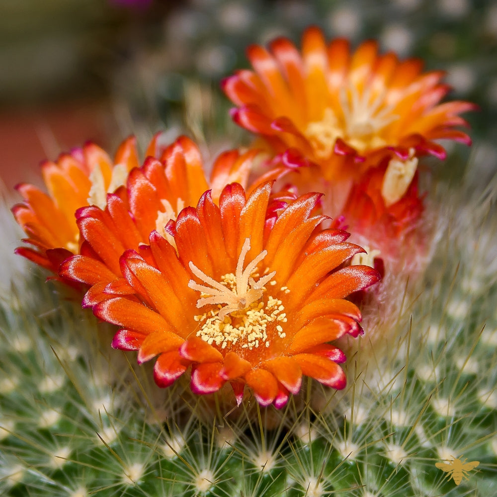 Baja Cactus Blossom | Fragrance Oil