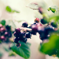 Plum Poetry | Plum + Velvet Cashmere Fragrance Oil