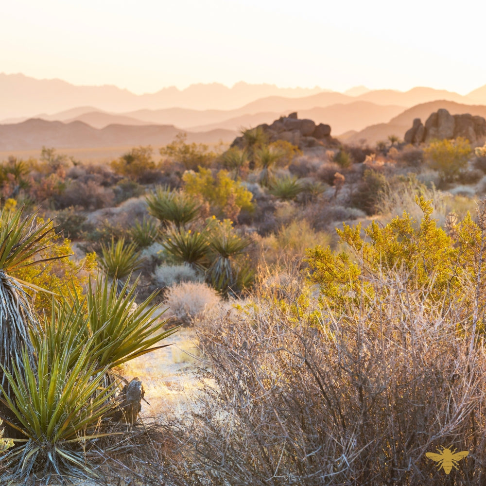 Desert Suede | Fragrance Oil