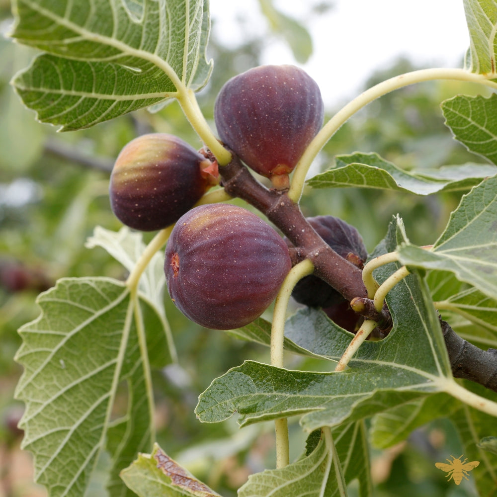 Fig Grove | Fragrance Oil