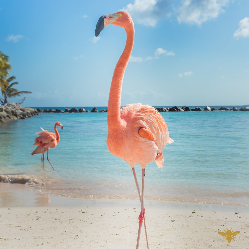 Flamingo Cove | Fragrance Oil