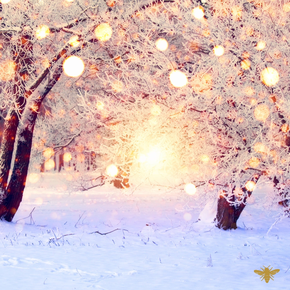 Snow Petals & Praline | Frosted Wonderland Fragrance Oil