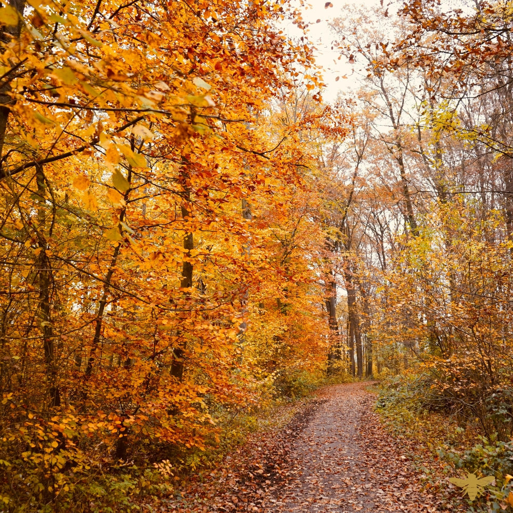 Gilded Autumn | Fragrance Oil