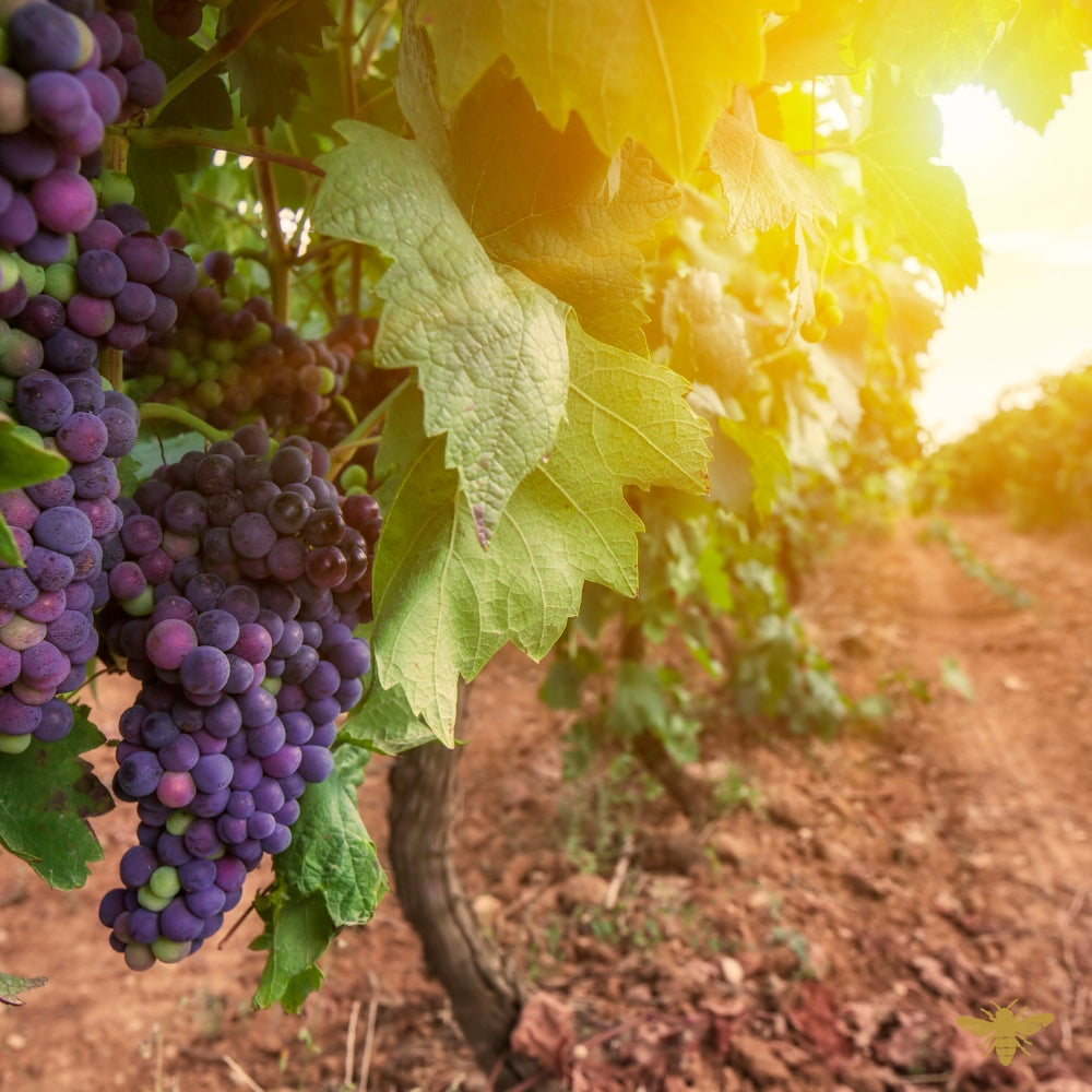 Napa Valley Sunset | Fragrance Oil