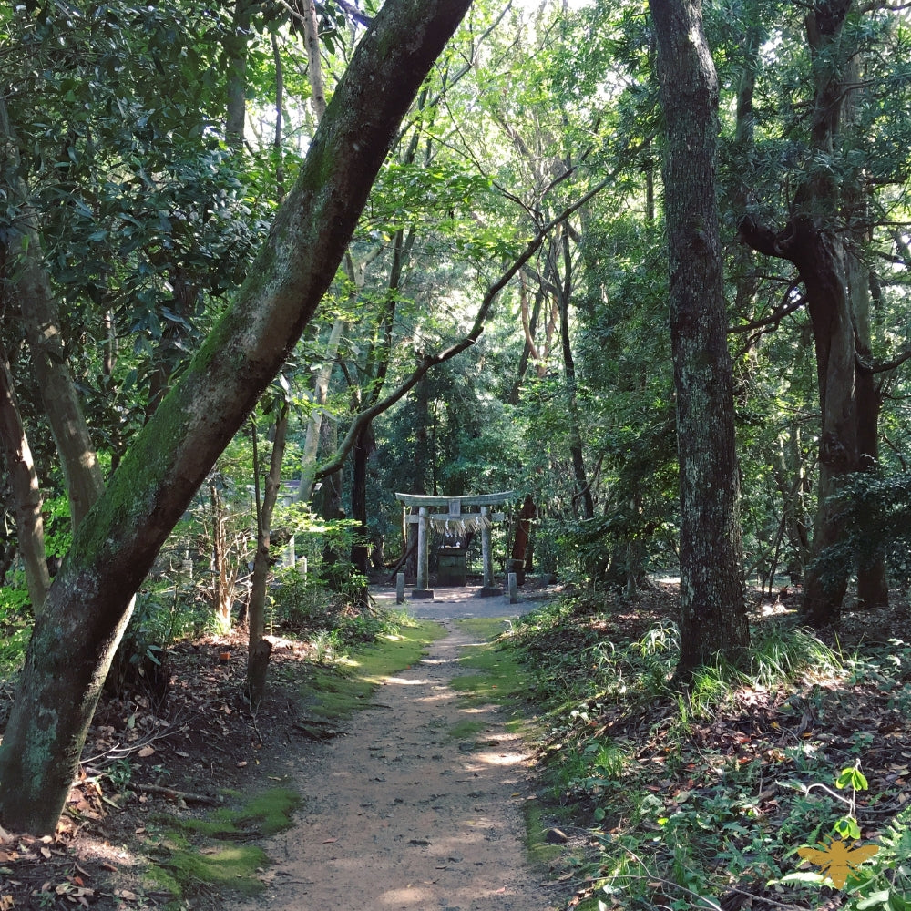 Sacred Forest | Fragrance Oil