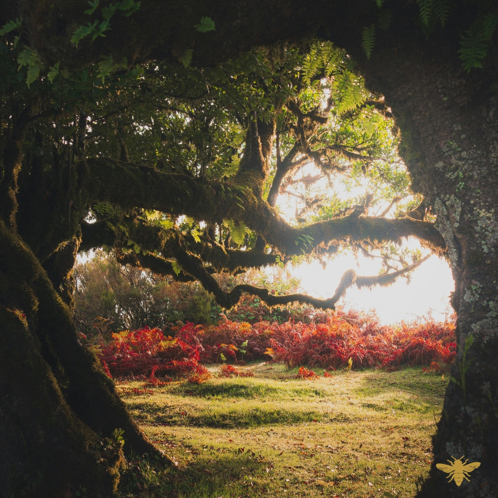Wicked Hollow | Fragrance Oil