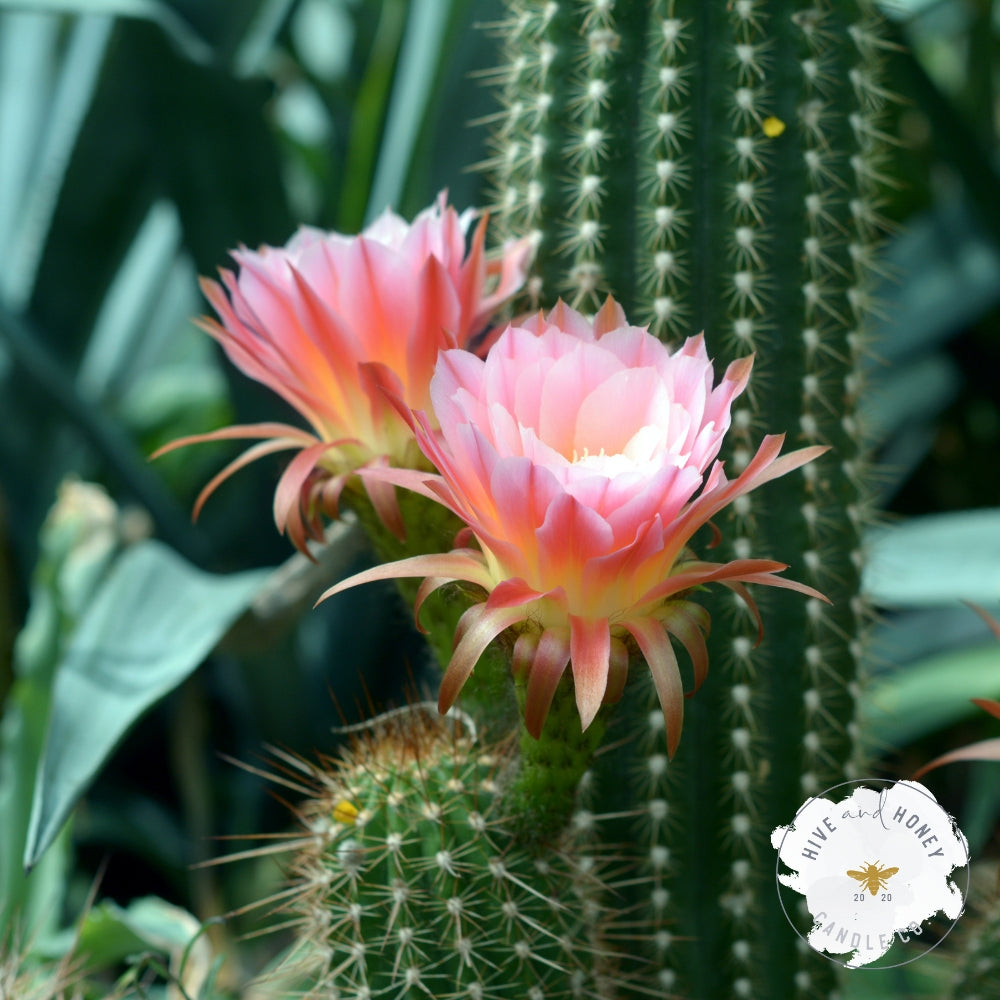 Cactus Flower + Coconut Fragrance Oil